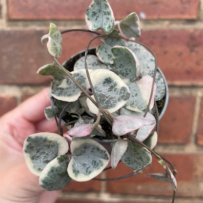 Baby Variegated String of Hearts Ceropegia Woodii