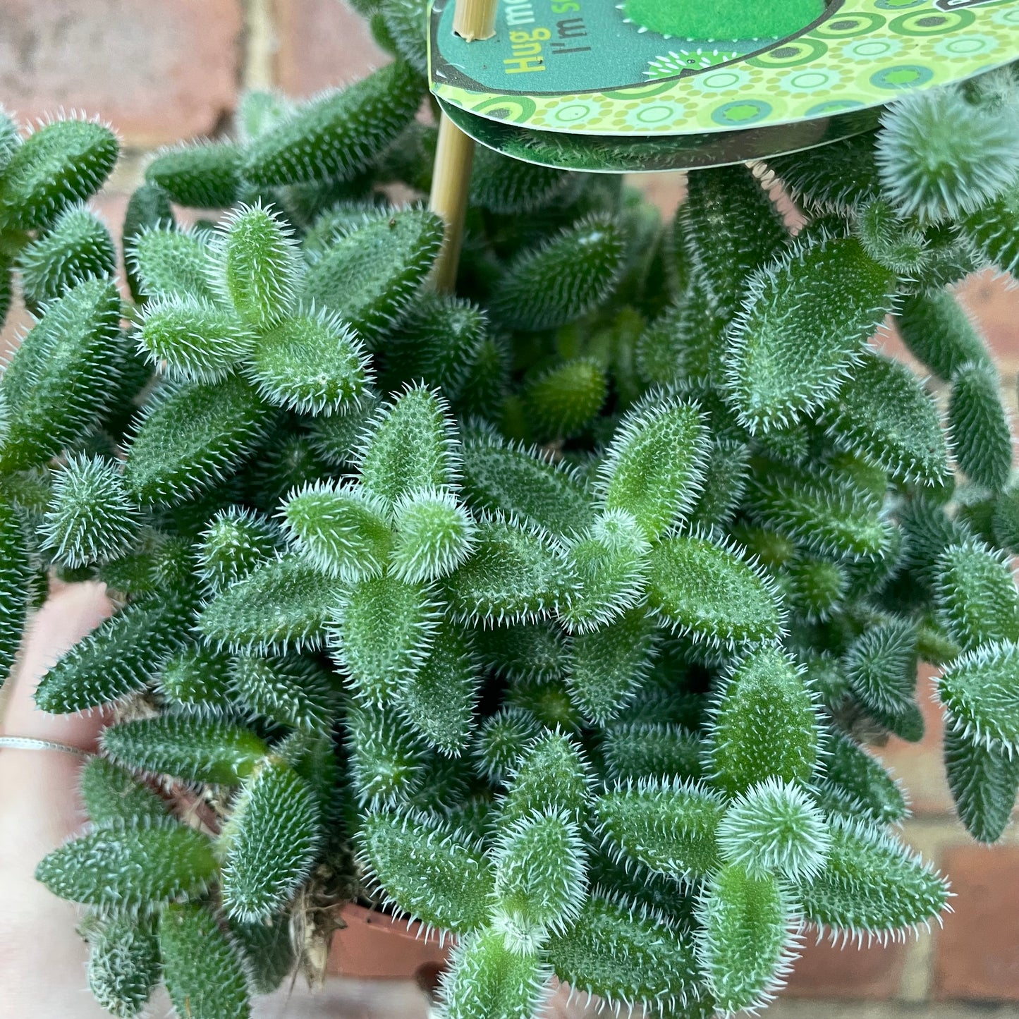 Pickle Plant