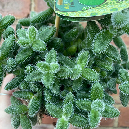 Pickle Plant