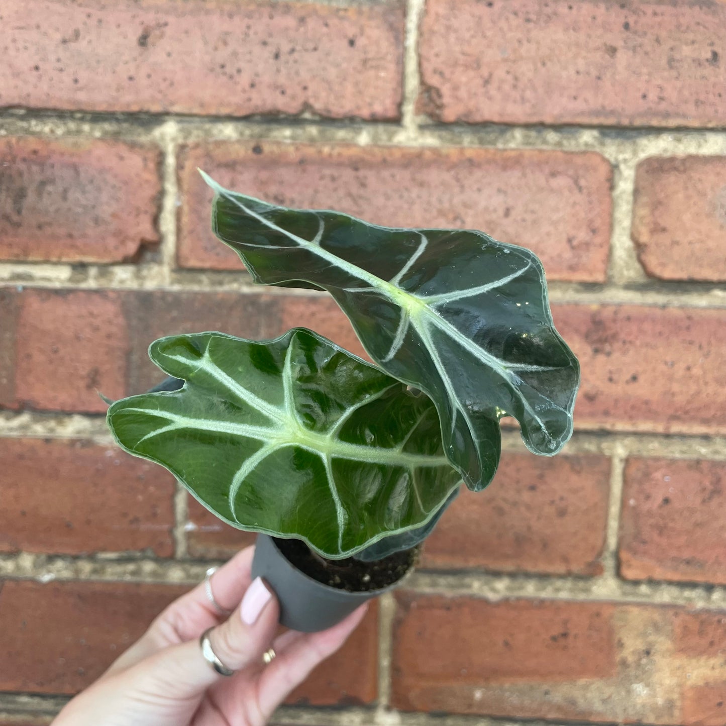 Baby Alocasia Polly/Curly Bambino