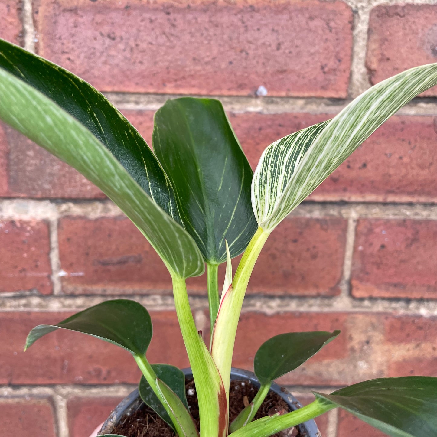 Philodendron Birkin