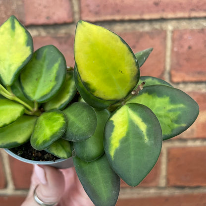 Baby Hoya Burtoniae Variegata