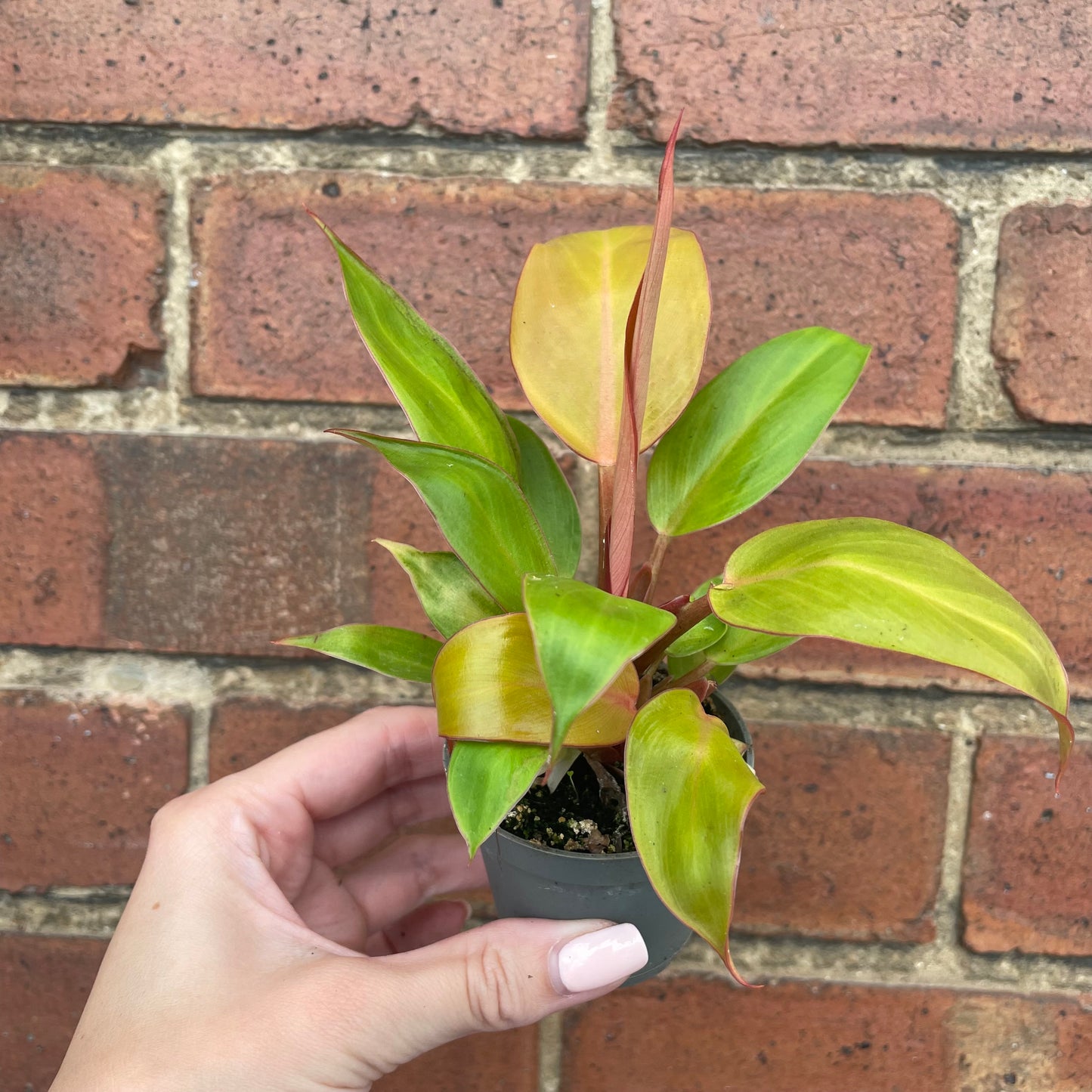 Baby Philodendron Prince of Orange
