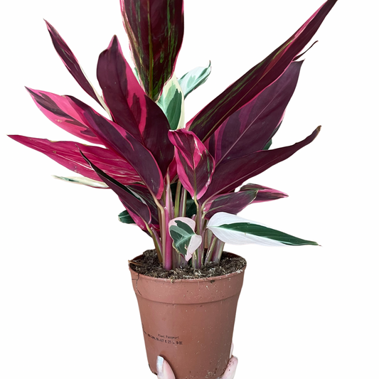 Calathea Triostar