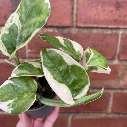 Baby Epipremnum Njoy Pothos