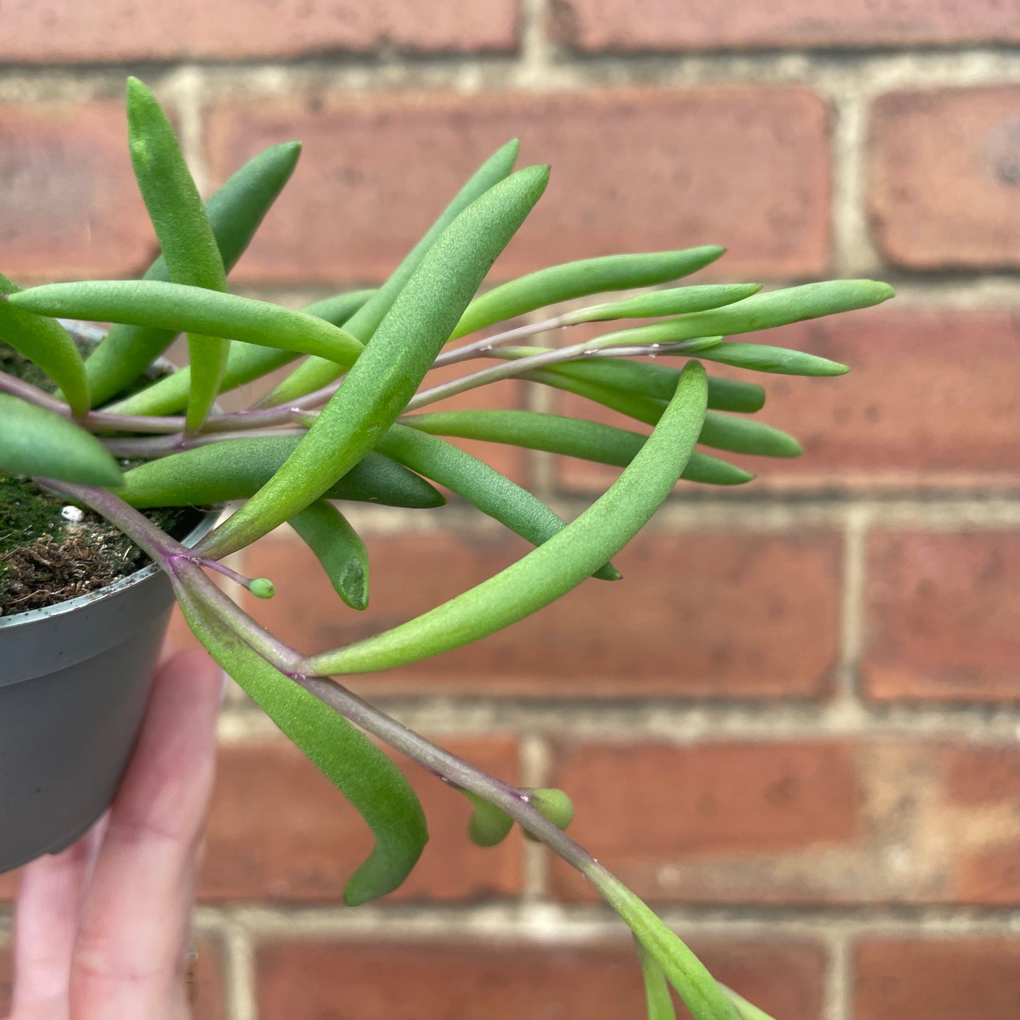 Baby Senecio 'Purple Flush'
