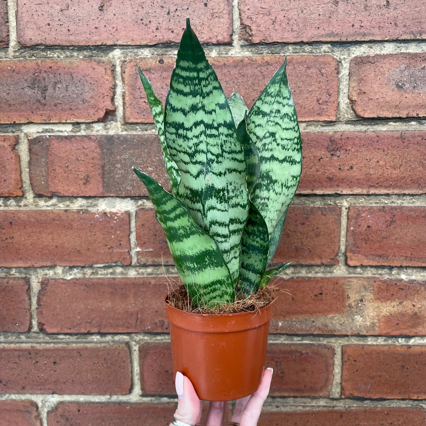 Sansevieria Trifasciata Futura/Snake Plant