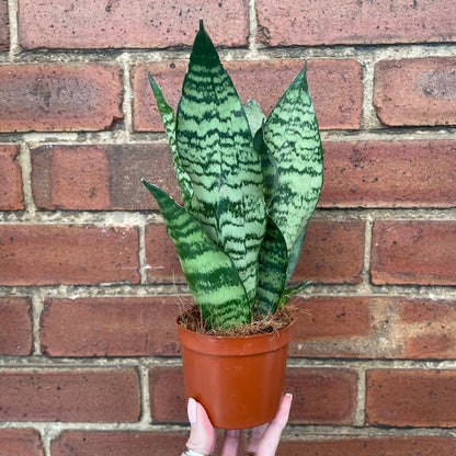 Sansevieria Trifasciata Futura/Snake Plant