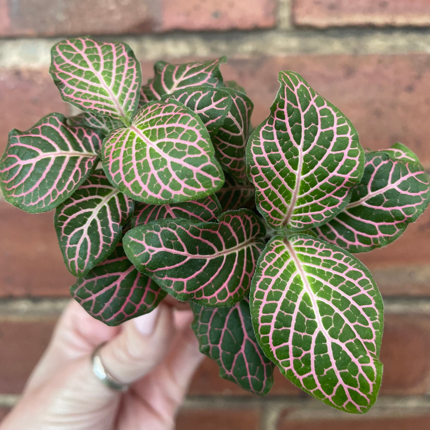 Baby Fittonia 'Mistral' Nerve Plant