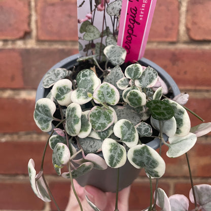 Variegated String of Hearts Ceropegia Woodii 8cm