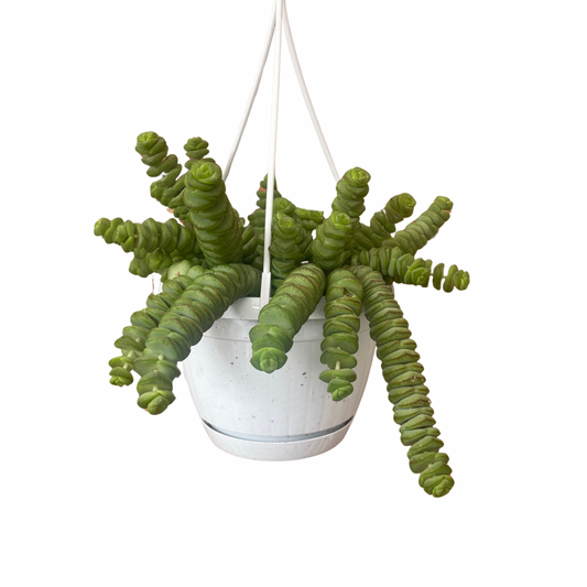 Hanging Crassula Marnieriana 'Hottentot'