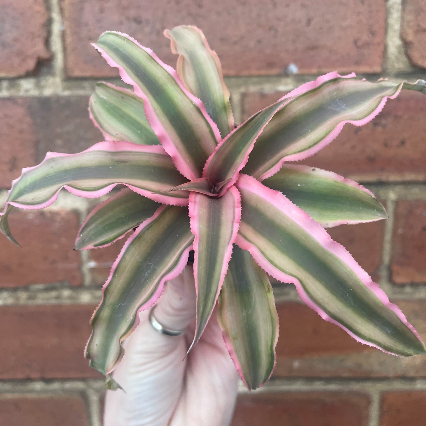Baby Earth Star Plant