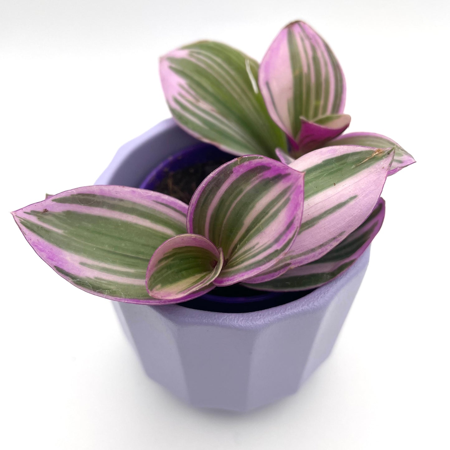 Baby Tradescantia Nanouk