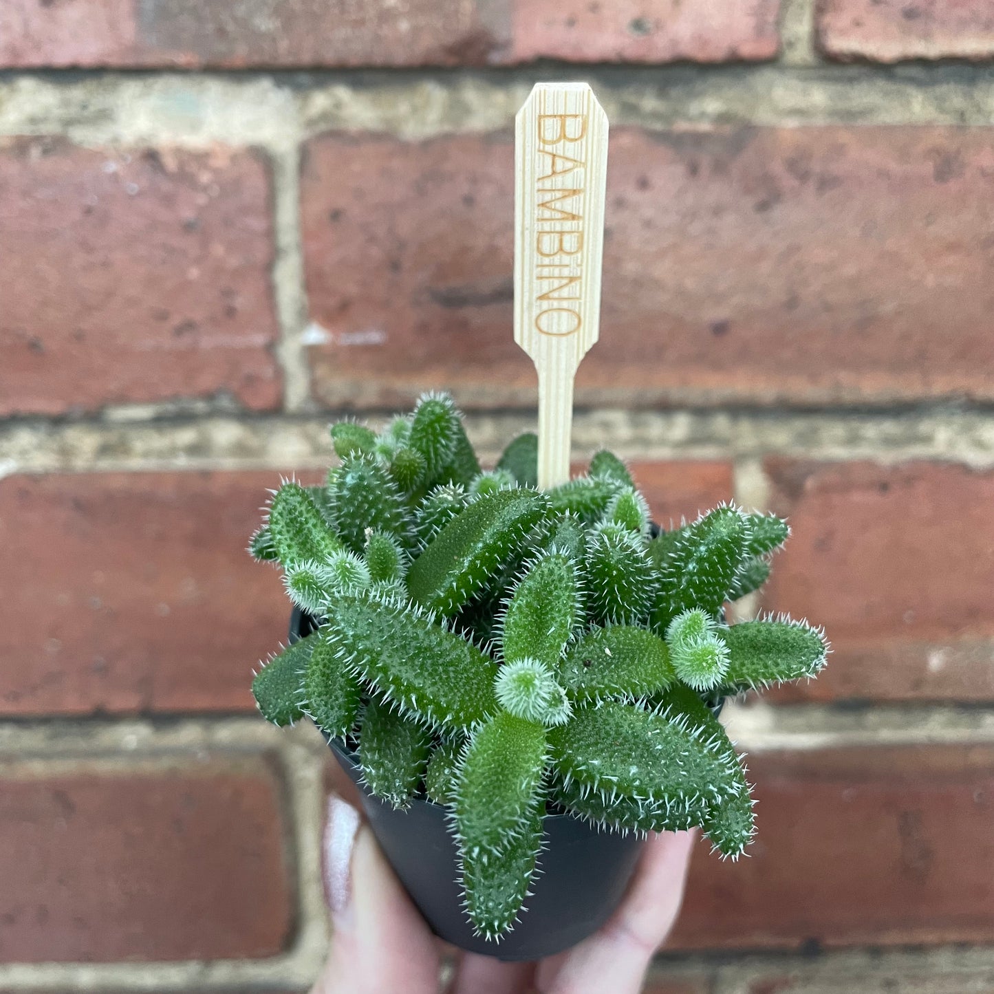 Baby Pickle Plant Delosperma Echinatum