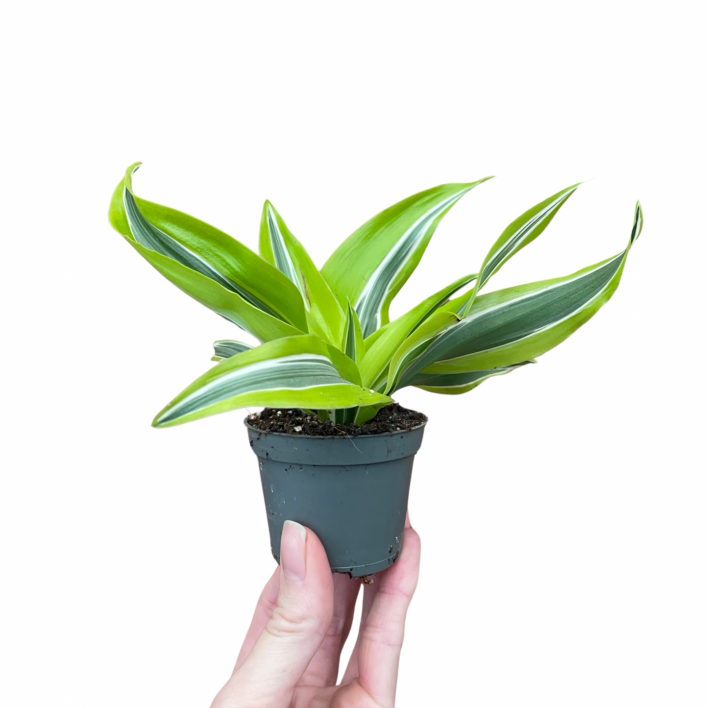 Baby Dracaena Deremensis Lemon Lime
