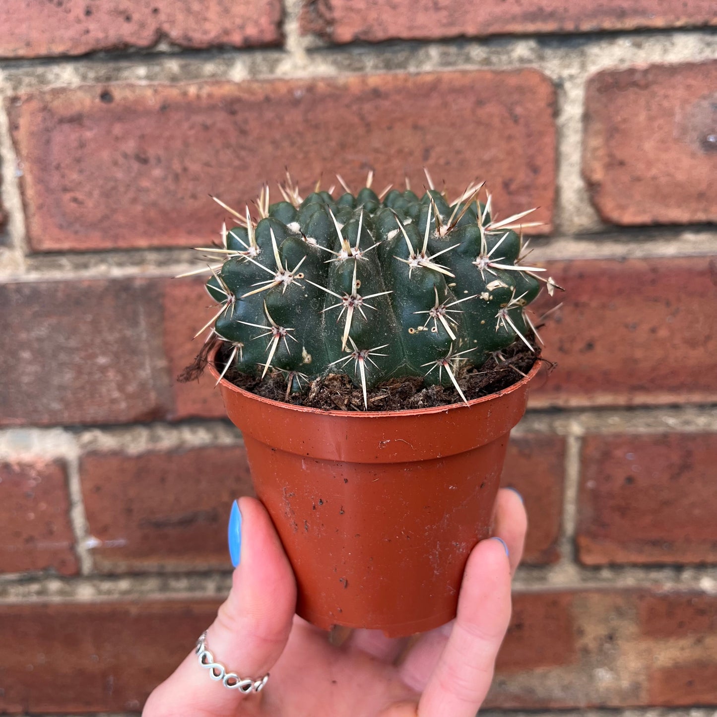 Cactus Mix