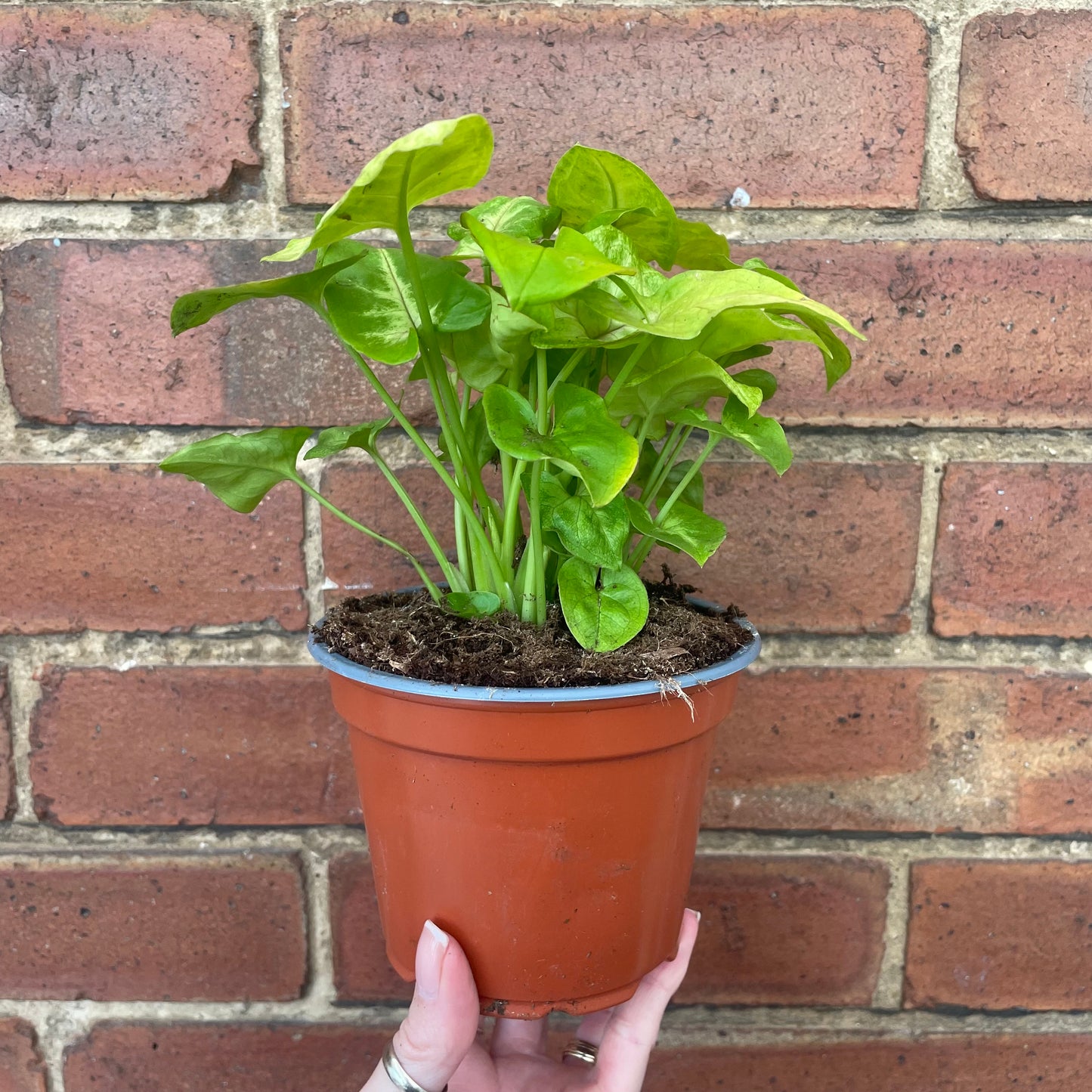Syngonium Podophyllum ‘Mango Allusion’