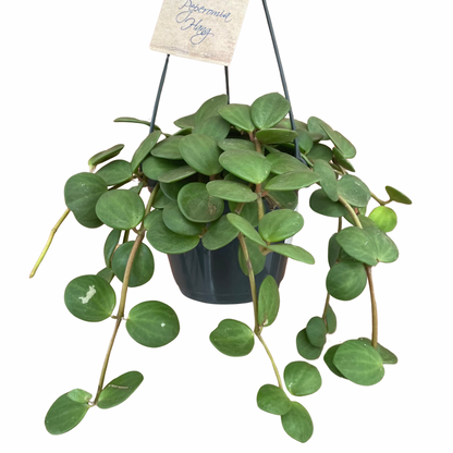 Peperomia Hope