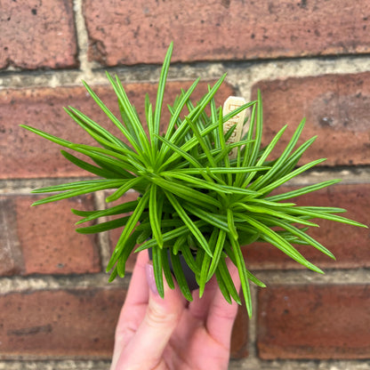 Baby Peperomia Happy Bean
