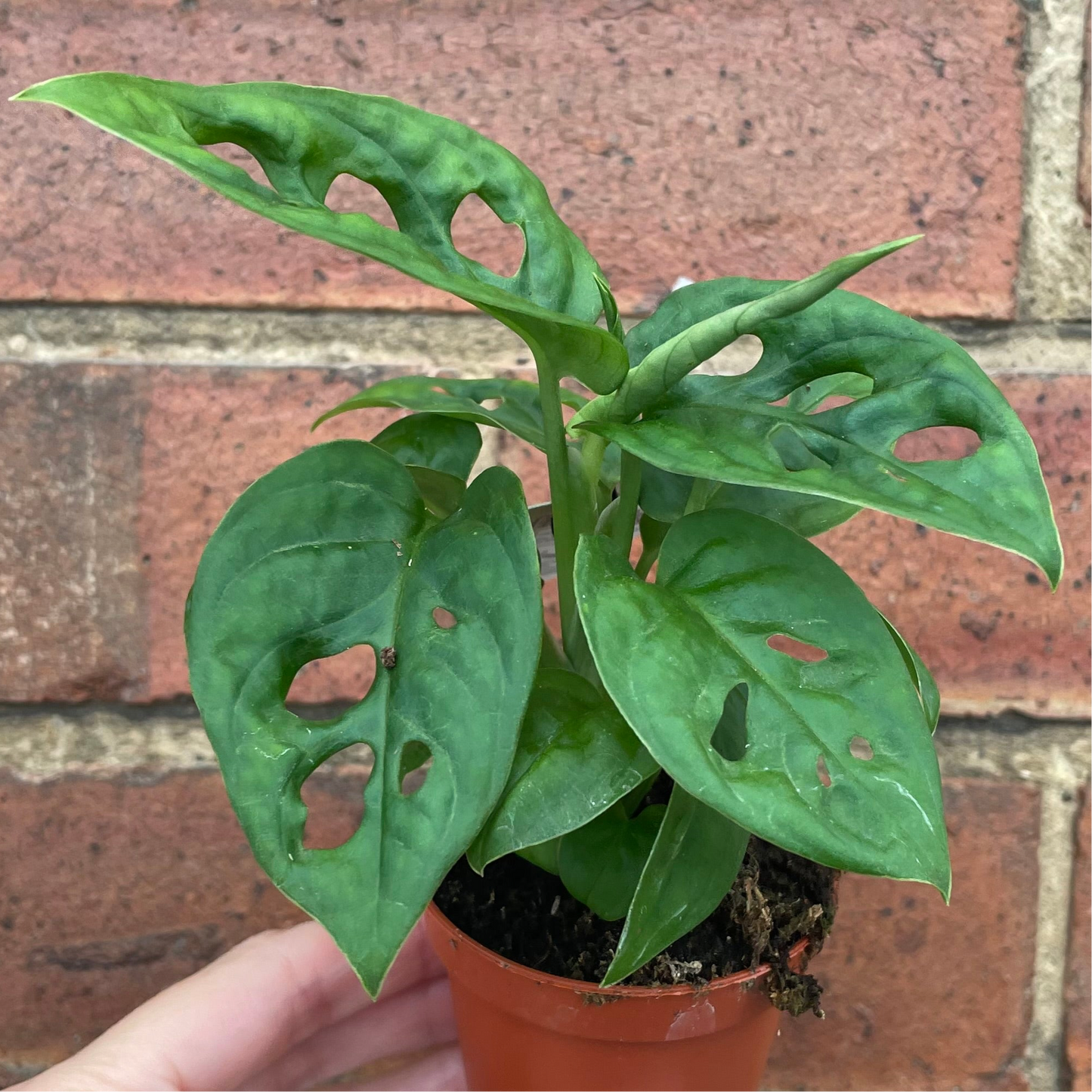 Baby Monstera Adansonii Monkey Mask