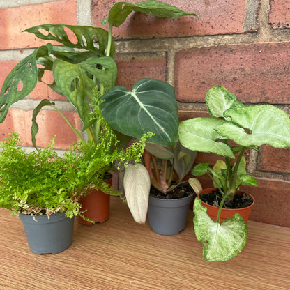 TLC Rescue Plant Bundle Small/Medium Houseplant Mystery Box