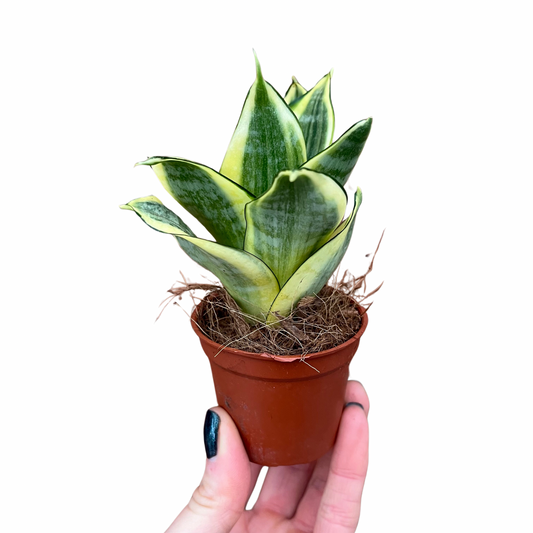 Baby Sansevieria trifasciata Laurentii