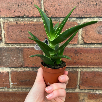 Baby Aloe Mitre Plant