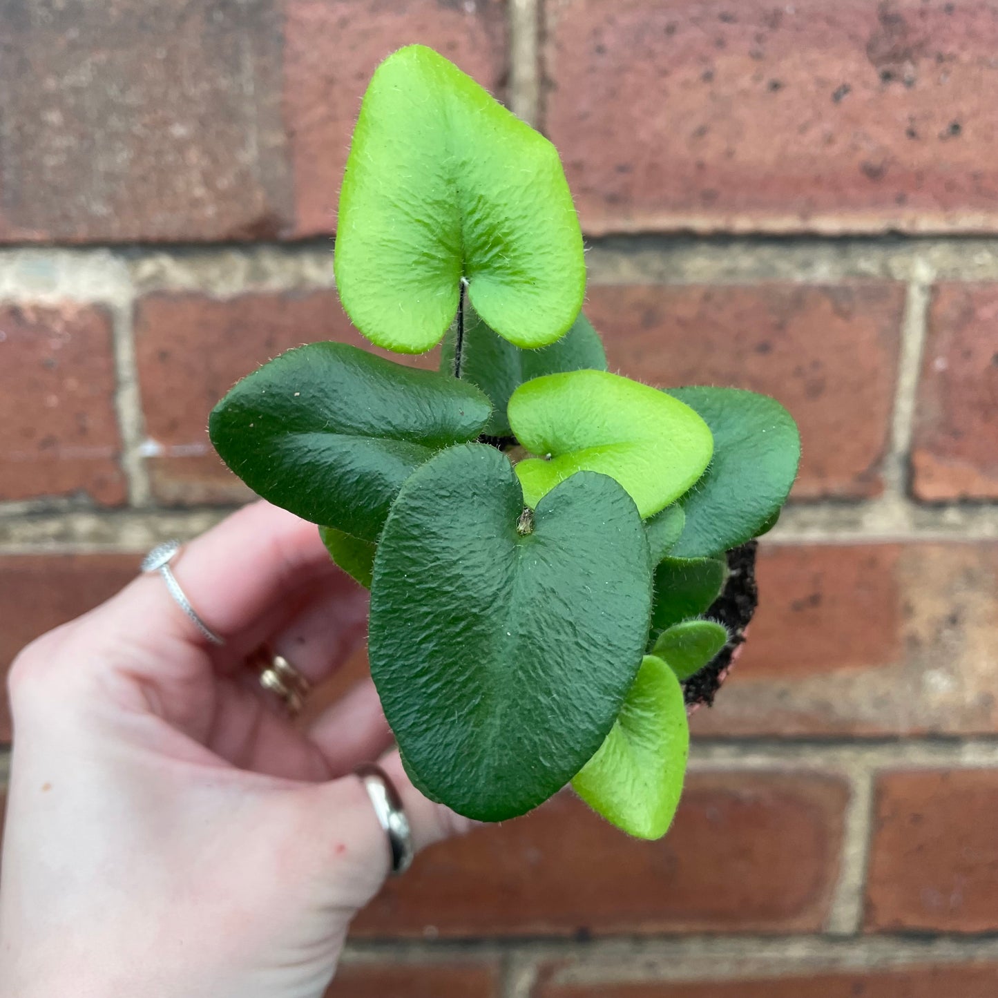 Baby Heart Fern