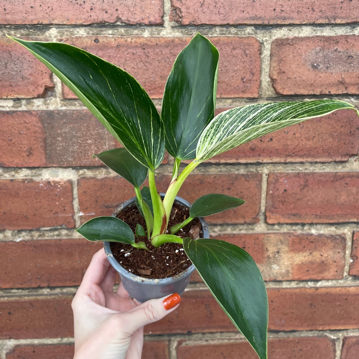 Philodendron Birkin