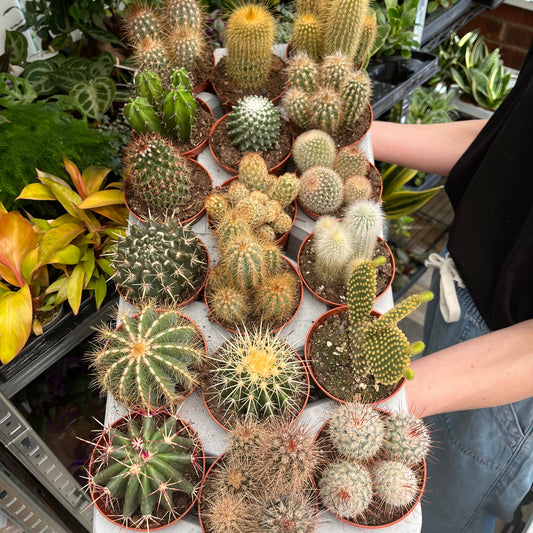 Cactus Mix