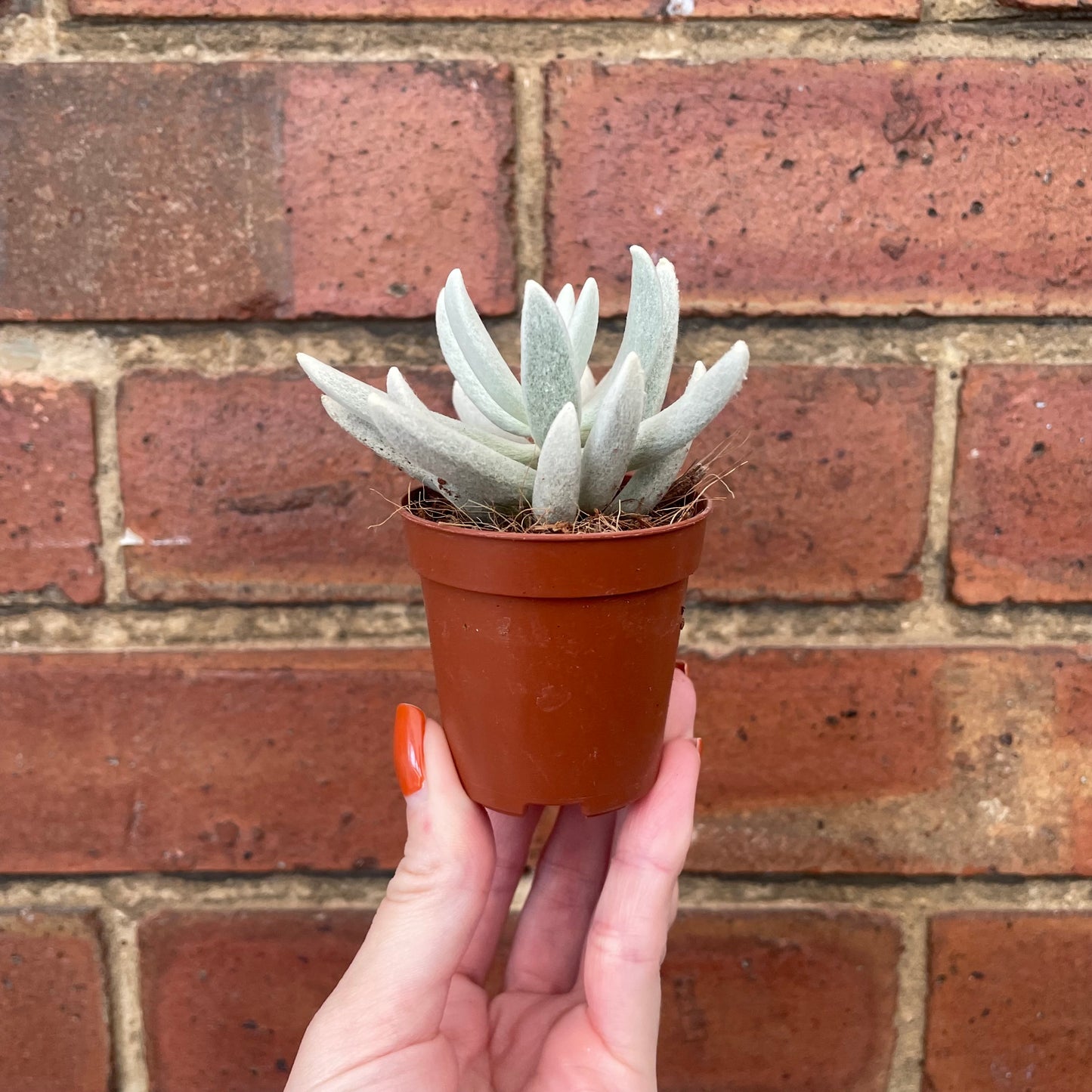 Baby Senecio Haworthii Mount Blanc/Woolly Senecio