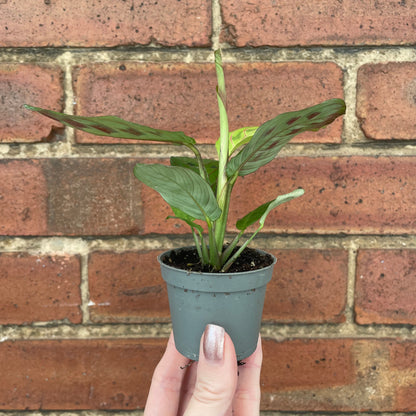 Baby Maranta Leuconeura