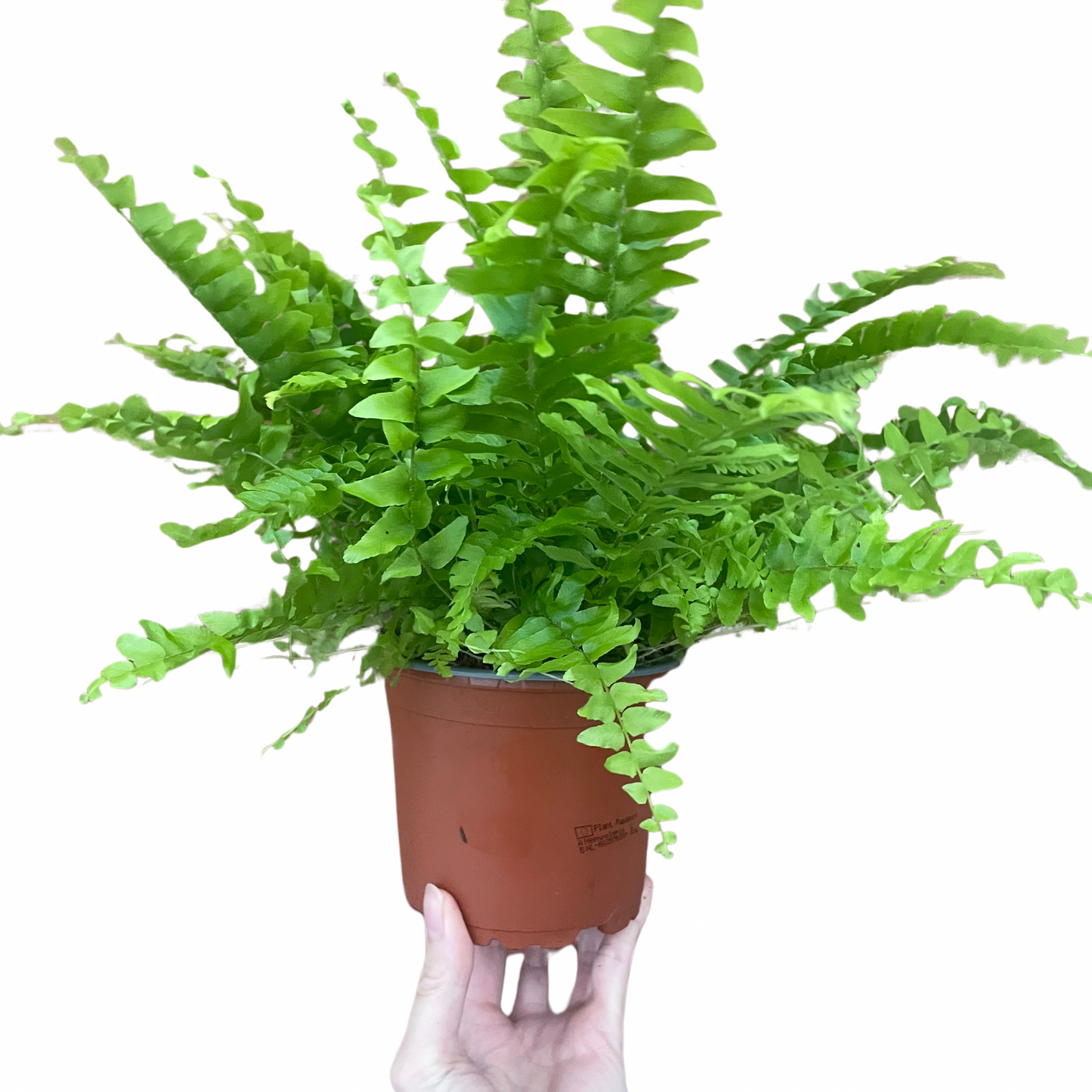 Boston Fern Fluffy Ruffles