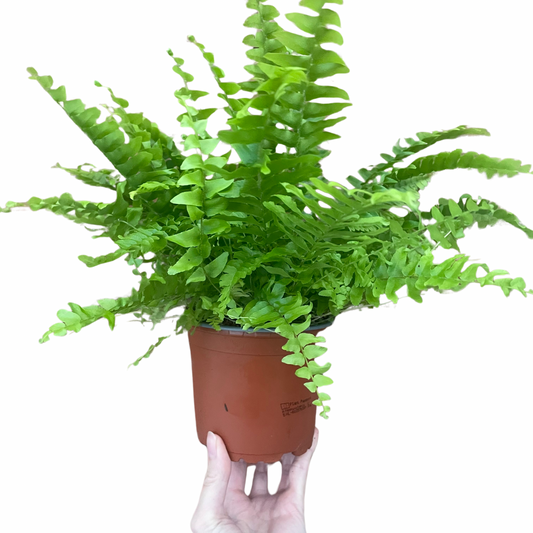 Boston Fern Fluffy Ruffles