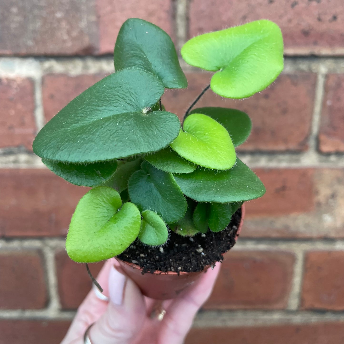 Baby Heart Fern