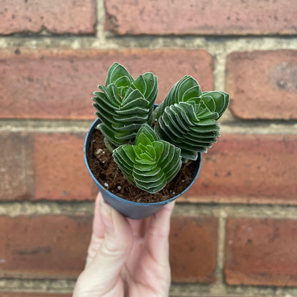 Crassula Buddha's Temple