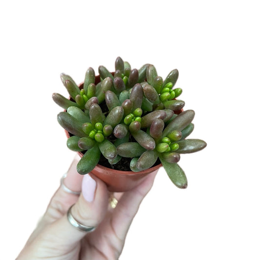 Baby Jelly Bean Plant Sedum Rubrotinctum