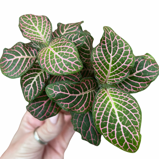 Baby Fittonia 'Mistral' Nerve Plant