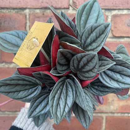 Peperomia Caperata Santorini 12cm pot