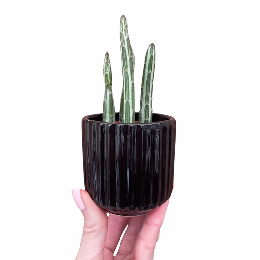 Ridged Design Black Mini Plant Pot-7cm