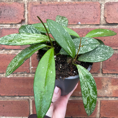 Hoya Pubicalyx Silver Spot