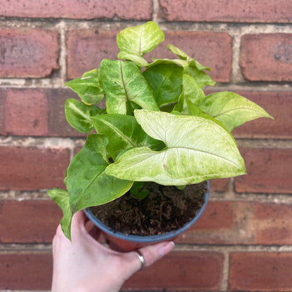 Syngonium Podophyllum ‘Mango Allusion’