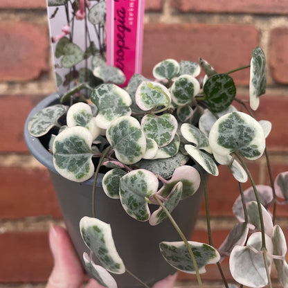 Variegated String of Hearts Ceropegia Woodii 8cm