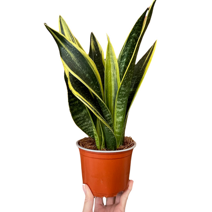 Sansevieria Futura Superba