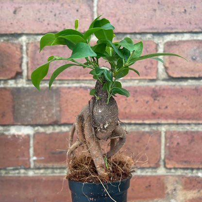 Baby Ficus Ginseng Bonsai Tree