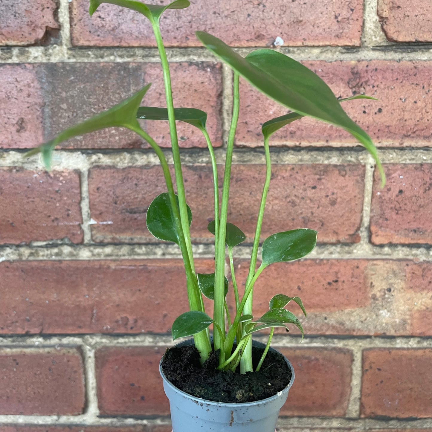 Baby Monstera Deliciosa Swiss Cheese Plant