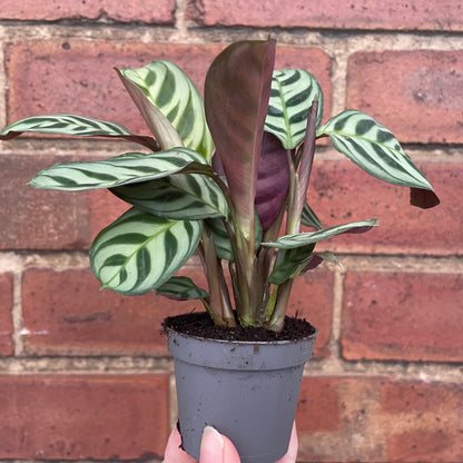 Baby Ctenanthe Burle Marxi Never Never Plant 6cm Pot
