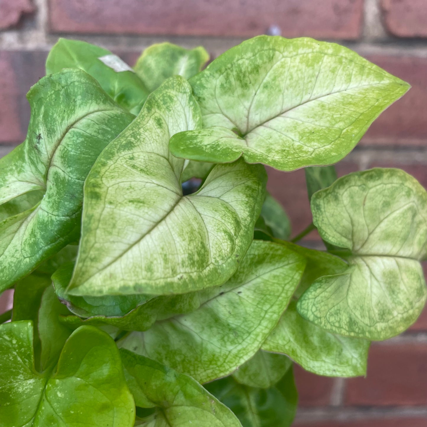 Syngonium Podophyllum ‘Mango Allusion’
