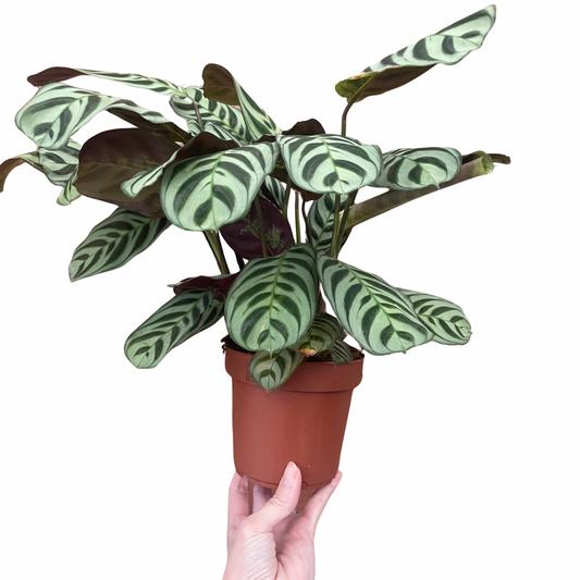 Ctenanthe Burle Marxi Never Never Plant 12cm Pot