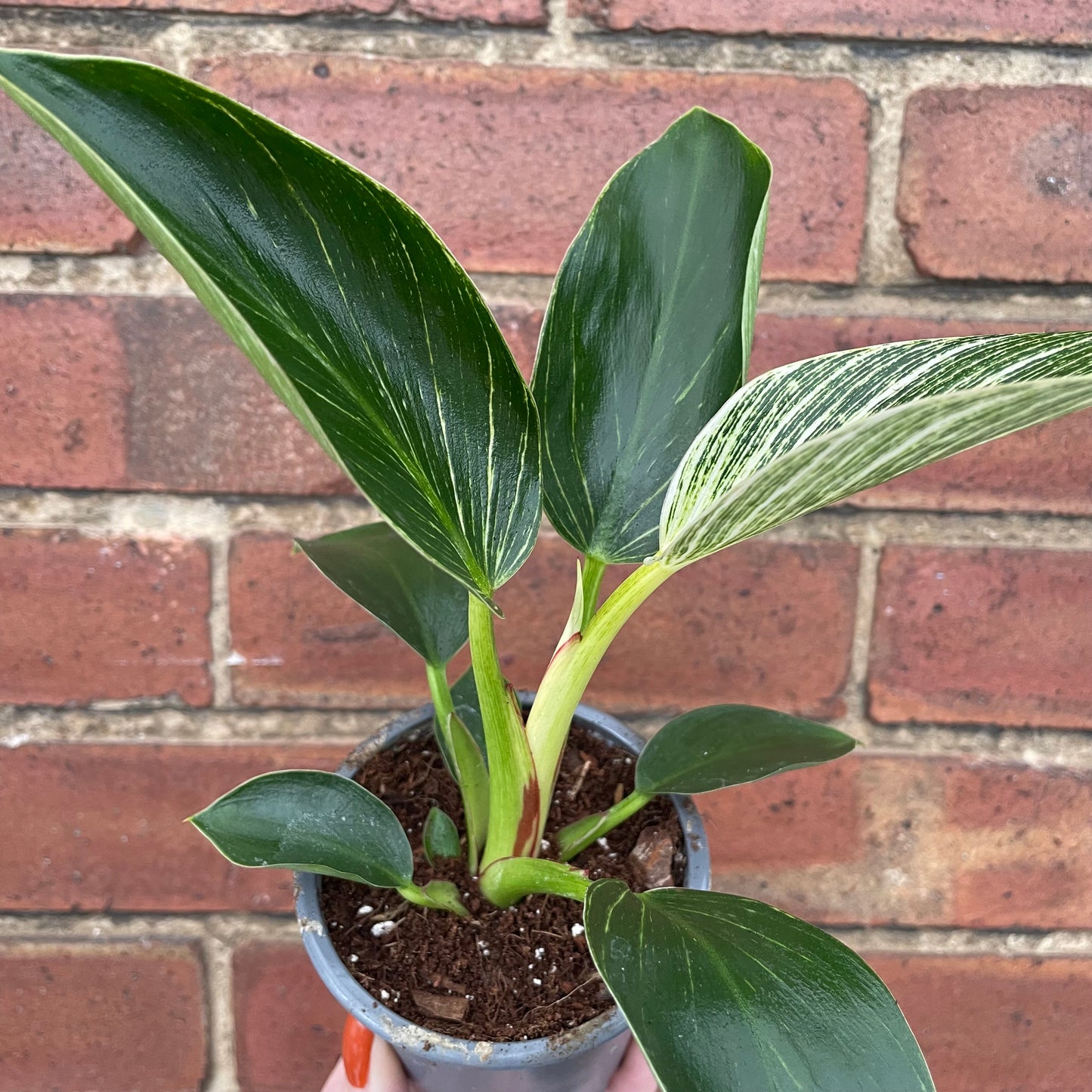 Philodendron Birkin